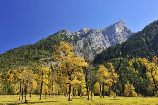 Der Bergahorn ist, dem Namen entsprechend, in mittleren und höheren Lagen verbreitet.