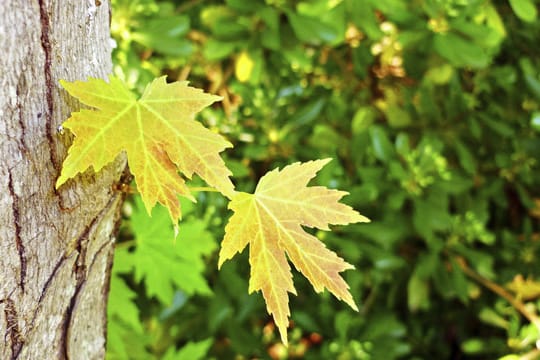 Silberahorn wird sehr häufig in Parks gepflanzt, da die Bäume sehr schnell wachsen