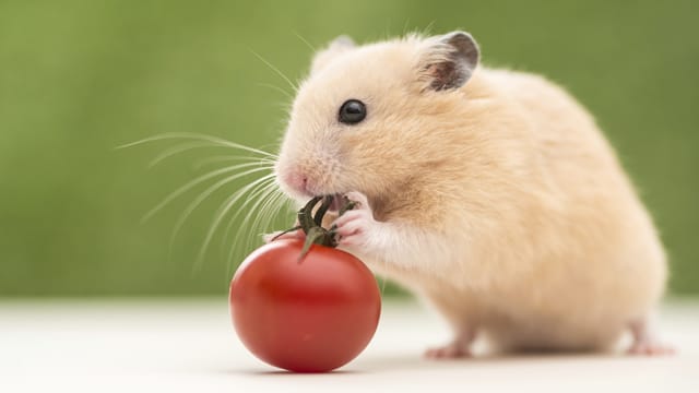 Obst und Gemüse das viel Wasser enthält, sollten Sie Ihrem Goldhamster selten anbieten, da der hohe Wassergehalt die Nieren überfordern kann