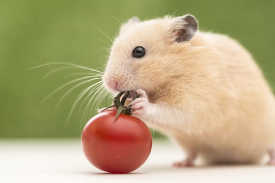 Obst und Gemüse das viel Wasser enthält, sollten Sie Ihrem Goldhamster selten anbieten, da der hohe Wassergehalt die Nieren überfordern kann