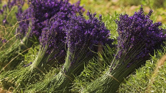 Echter Lavendel kommt aus dem Mittelmeerraum