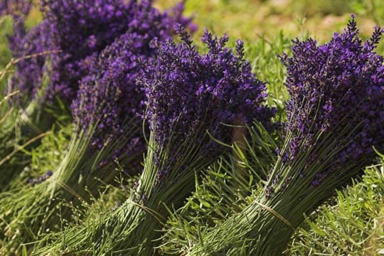 Echter Lavendel kommt aus dem Mittelmeerraum