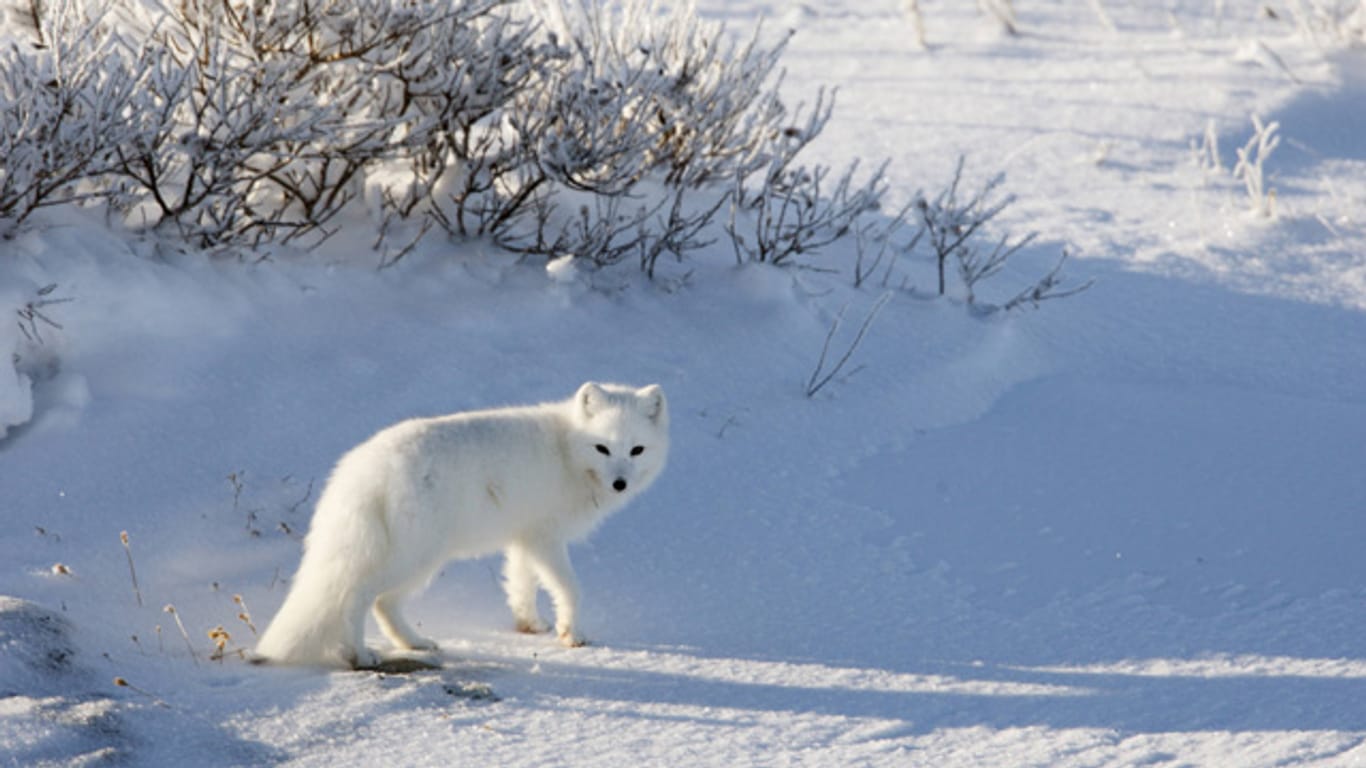 Mit seinem weißen Fell ist der Polarfuchs in der Arktis gut getarnt