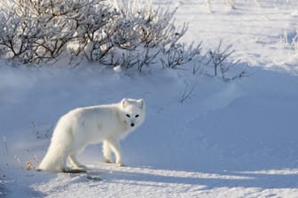 Mit seinem weißen Fell ist der Polarfuchs in der Arktis gut getarnt