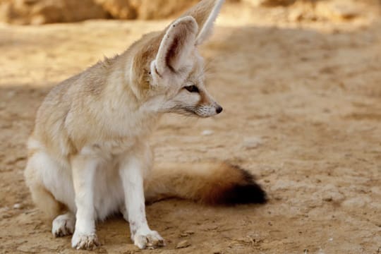 Der Fennek, auch Wüstenfuchs, wird nur 33 bis 39 Zentimeter lang und ist somit der kleinste aller Wildhunde.