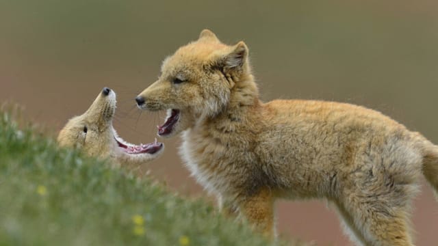 Der Tibetfuchs ist eine eher unbekannte Fuchsart