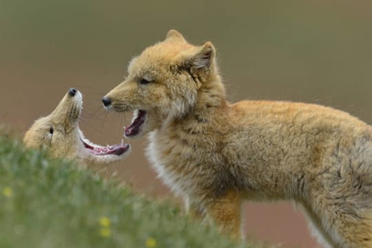 Der Tibetfuchs ist eine eher unbekannte Fuchsart