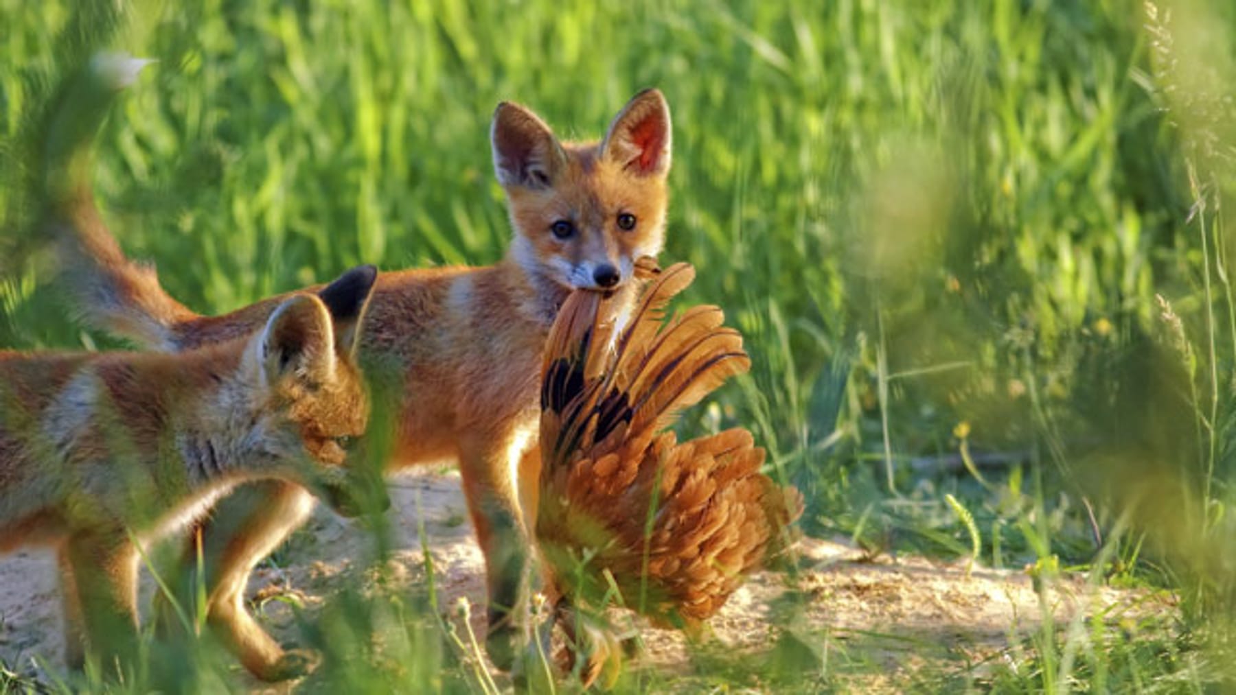 Fuchs: Nahrung und Fressfeinde