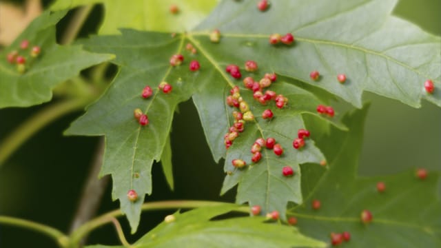 Gallmilbenbefall an Ahornbäumen ist leicht durch die rötlichen Knötchen zu erkennen