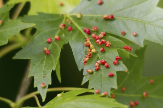 Gallmilbenbefall an Ahornbäumen ist leicht durch die rötlichen Knötchen zu erkennen