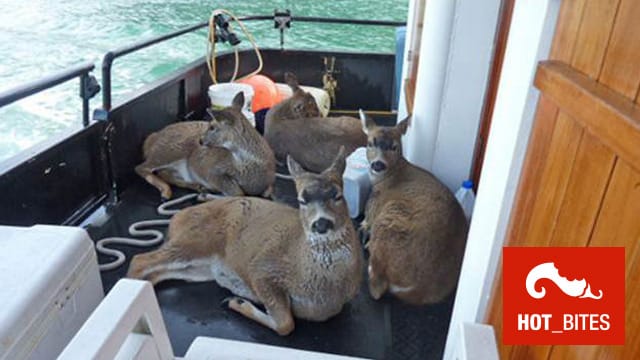 Ein Angler aus Alaska kam von einem Angeltrip mit Hirschen zurückzurück