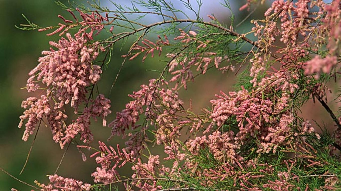 Die Tamariske ist ein pflegeleichter Blütenstrauch.