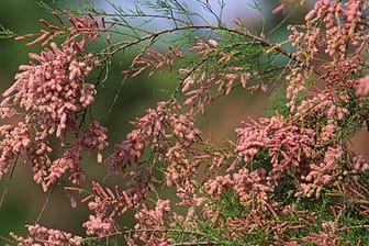 Die Tamariske ist ein pflegeleichter Blütenstrauch.