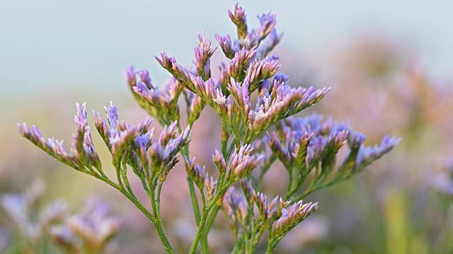 Der Meerlavendel ist auch unter dem Namen Strandflieder bekannt.