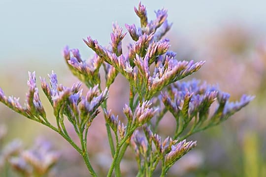 Der Meerlavendel ist auch unter dem Namen Strandflieder bekannt.