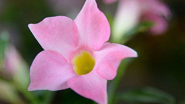 Viele Dipladenie-Hybriden werden unter Markennamen verkauft, zum Beispiel Sundaville.