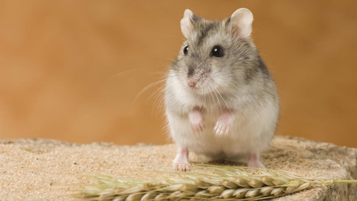 Artgerechte Haltung und gesunde Ernährung: So steigern Sie die Lebensdauer Ihres Zwerghamsters