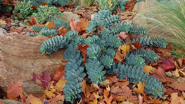 Wintergrüne Stauden bringen Farbe in den Garten.