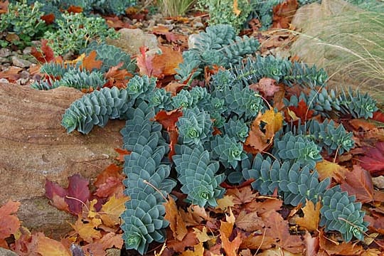 Wintergrüne Stauden bringen Farbe in den Garten.