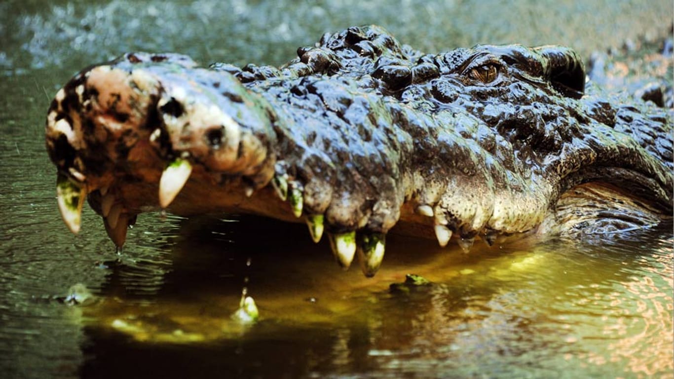 Ein viereinhalb Meter langes Krokodil hat einen australischen Fischer attackiert und getötet.