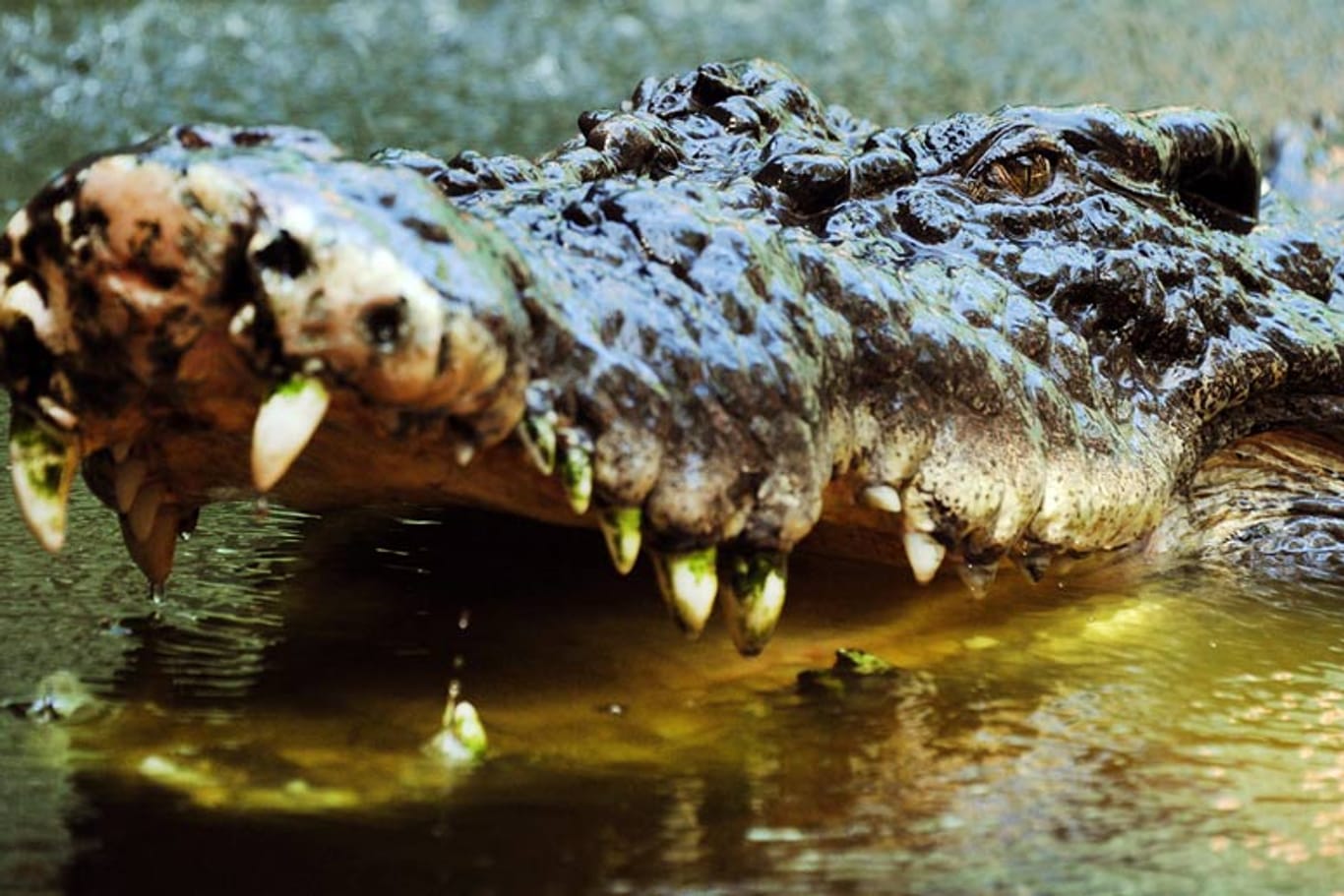 Ein viereinhalb Meter langes Krokodil hat einen australischen Fischer attackiert und getötet.