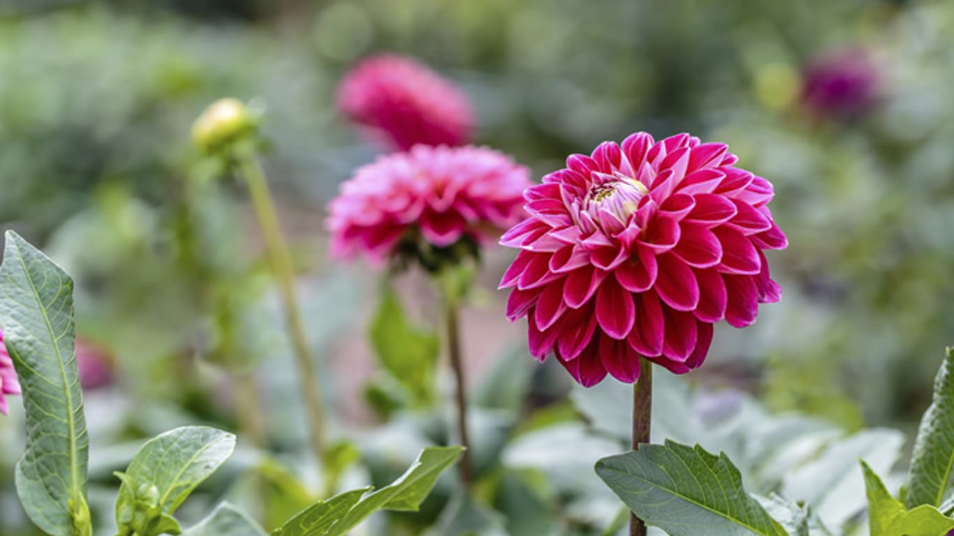 Dahlien sind wegen ihrer feingliedrigen und farbintensiven Blüten beliebt