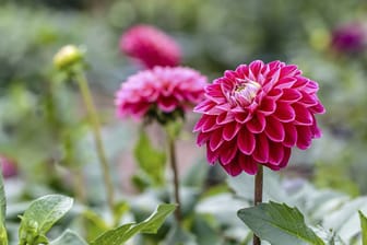 Dahlien sind wegen ihrer feingliedrigen und farbintensiven Blüten beliebt