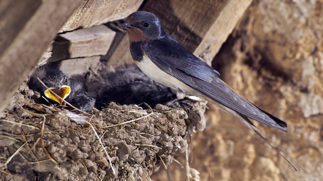 Rauchschwalben bauen ihre schalenförmigen Nester gerne im Gebälk von Ställen und Scheunen