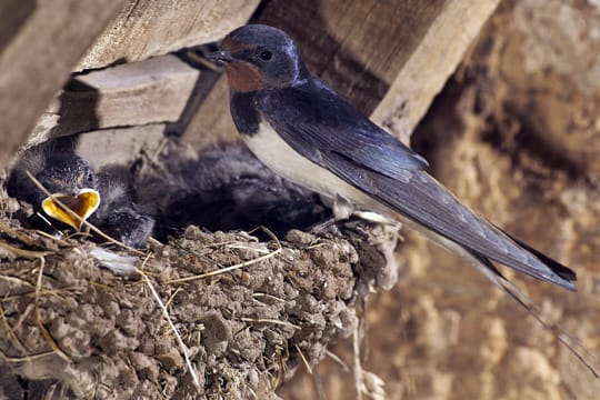 Rauchschwalben bauen ihre schalenförmigen Nester gerne im Gebälk von Ställen und Scheunen