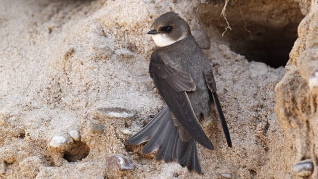 Uferschwalben bauen ihre Brutröhren bevorzugt an sandigen Steilufern