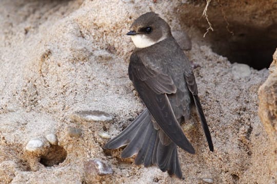 Uferschwalben bauen ihre Brutröhren bevorzugt an sandigen Steilufern