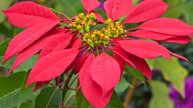 Weihnachtssterne kosten oft nur ein paar Euro und gehen schnell ein, dabei lassen sie sich mit der richtigen Pflege sogar übersommern