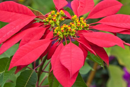 Weihnachtssterne kosten oft nur ein paar Euro und gehen schnell ein, dabei lassen sie sich mit der richtigen Pflege sogar übersommern