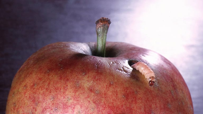 Der Apfelwickler frisst sich durch den Apfel und kann eine Apfelernte erheblich schädigen