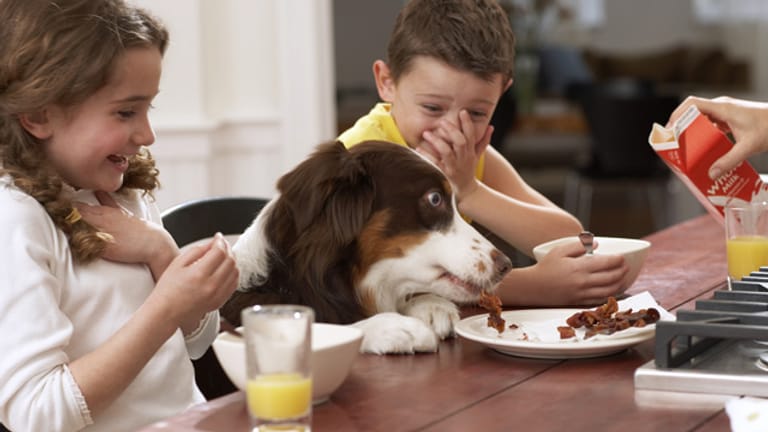 Haustiere: Ein Hund ist für Kinder ein Kumpel und Spielkamerad - aber Erziehung muss sein.