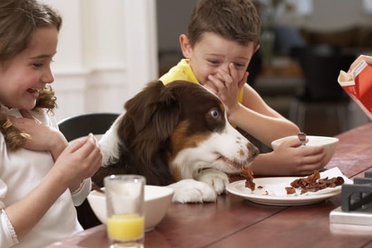 Haustiere: Ein Hund ist für Kinder ein Kumpel und Spielkamerad - aber Erziehung muss sein.