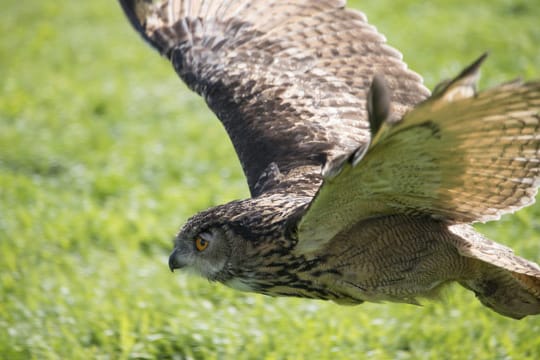 Der Uhu ist die größte europäische Eulenart, die vom Aussterben bedroht war.