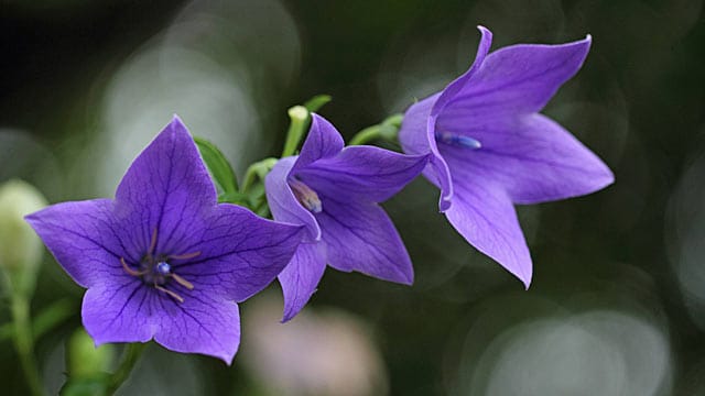 Die Ballonblume gehört zu den Glockenblumen.