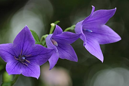 Die Ballonblume gehört zu den Glockenblumen.