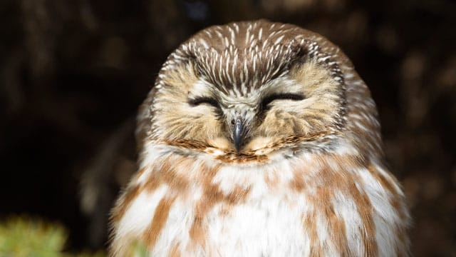 Der niedliche Sperlingskauz ist die kleinste europäische Eulenart.