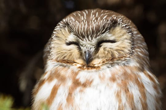 Der niedliche Sperlingskauz ist die kleinste europäische Eulenart.