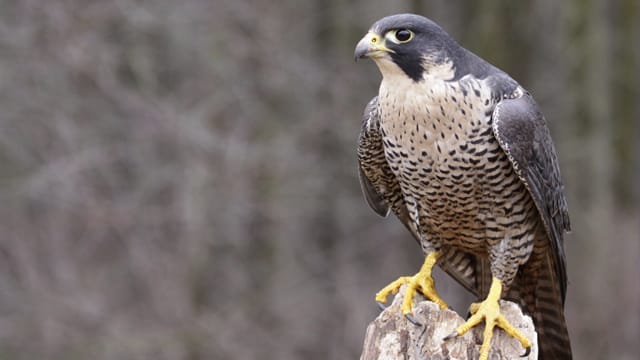 Der Wanderfalke ist mit hoher Geschwindigkeit auf der Jagd