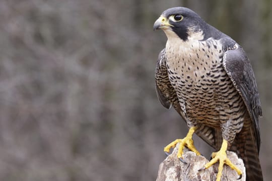 Der Wanderfalke ist mit hoher Geschwindigkeit auf der Jagd