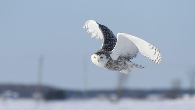 Schneeeule ist ein beeindruckender Vogel, bekannt aus den Harry-Potter-Filmen.