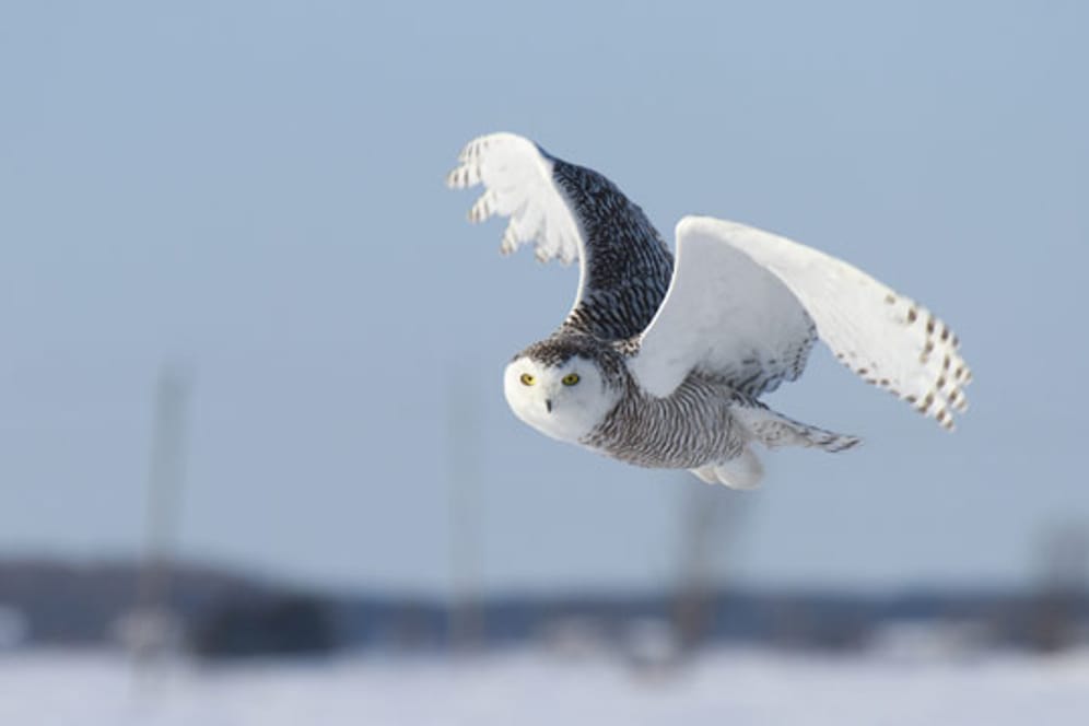 Schneeeule ist ein beeindruckender Vogel, bekannt aus den Harry-Potter-Filmen.
