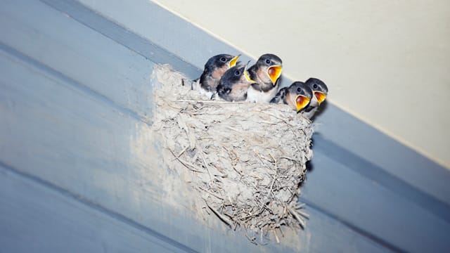 Wer unsicher im Umgang mit Schwalbennestern ist, kontaktiert besser die zuständige Naturschutzbehörde