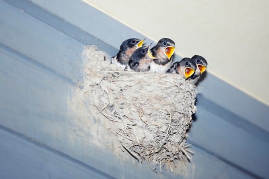 Wer unsicher im Umgang mit Schwalbennestern ist, kontaktiert besser die zuständige Naturschutzbehörde