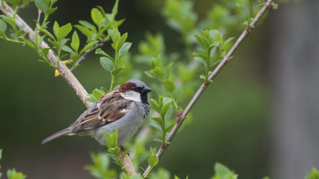 Der männliche Spatz ist auffälliger als das weibliche Exemplar.