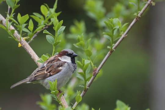 Der männliche Spatz ist auffälliger als das weibliche Exemplar.