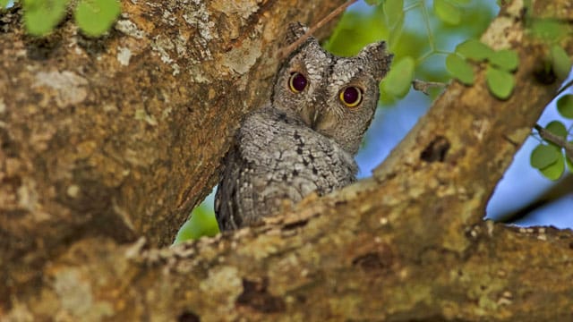 Die Zwergohreule ist wegen ihrem Aussehen leicht mit anderen Eulenarten zu verwechseln, doch ihr Gesang ist ganz besonders.